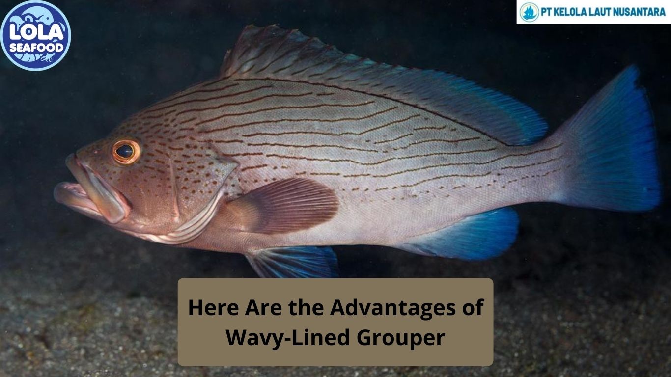 Here Are the Advantages of Wavy-Lined Grouper